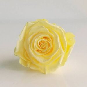ROSE HEAD 16 PASTEL YELLOW 10PCS