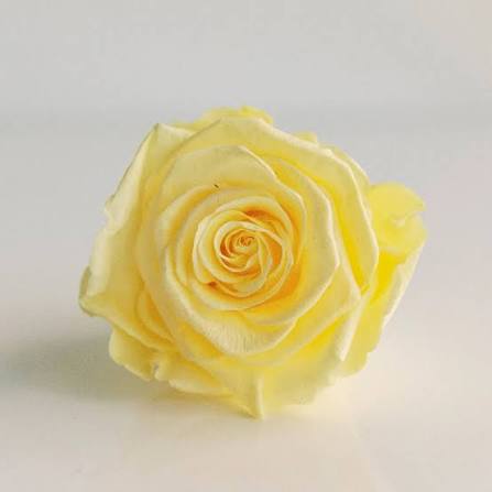 ROSE HEAD 16 PASTEL YELLOW 10PCS