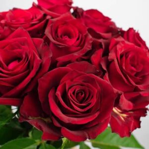ROSE HEAD 4 Blood Red10pcs